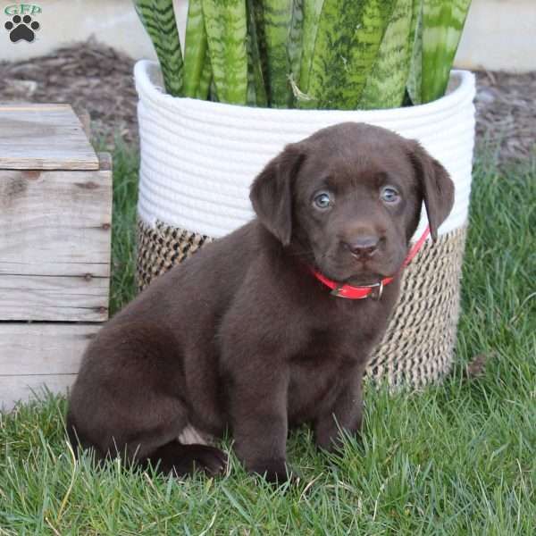 Emma, Chocolate Labrador Retriever Puppy